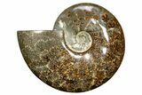 Polished Cretaceous Ammonite (Cleoniceras) Fossil - Madagascar #317869-1